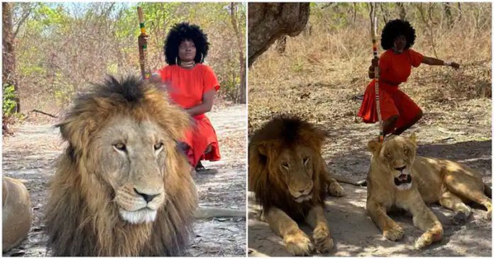 Lady takes pictures with lions at Safari Senegal. Photo Source: @jenni_frank Lady takes pictures with lions at Safari Senegal. Photo Source: @jenni_frank