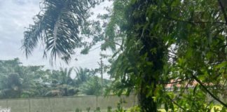 Akufo-Addo’s Kyebi garden