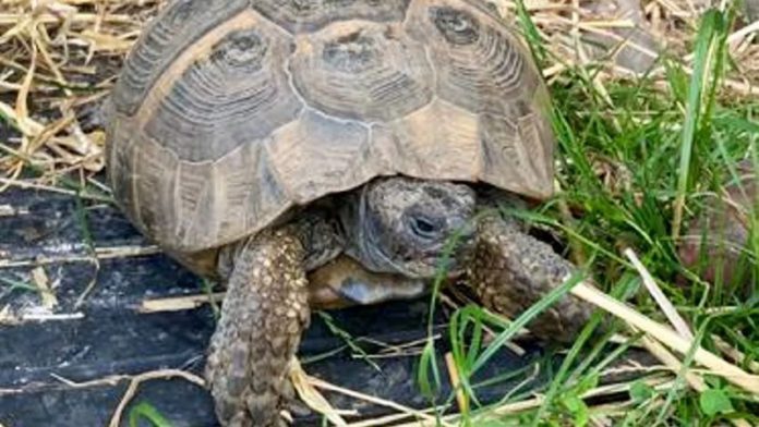 tortoise has been on walkabout (Image: Charles Waddell / SWNS) Jemima the tortoise has been on walkabout (Image: Charles Waddell / SWNS)