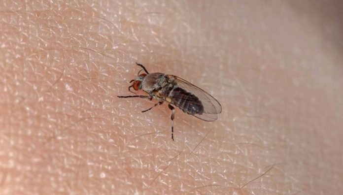 Black flies