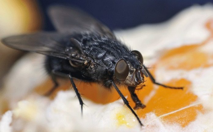 Black flies transmit diseases when they drink our blood. Image: Shutterstock Black flies transmit diseases when they drink our blood. Image: Shutterstock