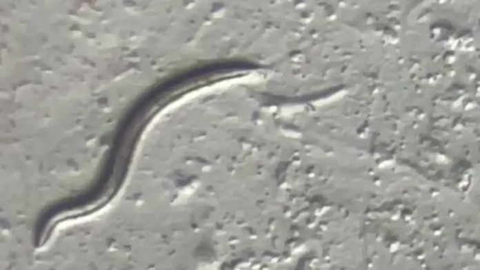 Scientists revive 46000-year-old worm
