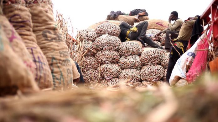 Niger Coup: Over 45 million cedis lost as trucks delivering onions to Ghana are blocked Niger Coup: Over 45 million cedis lost as trucks delivering onions to Ghana are blocked
