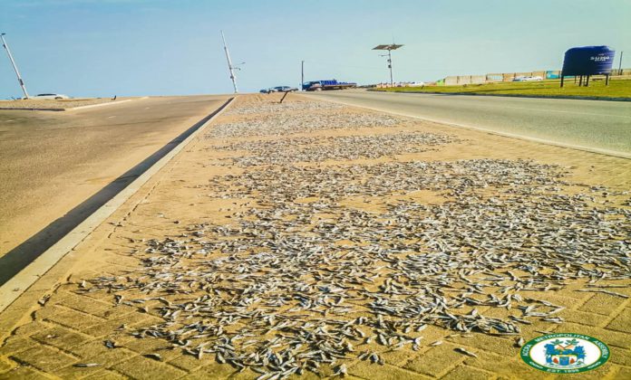 Fish on pavement Korle Lagoon