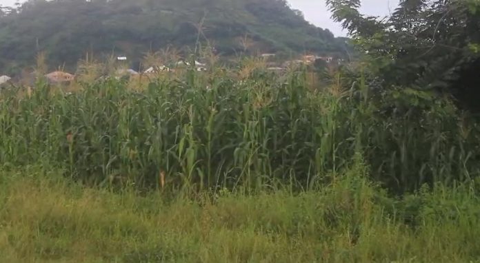 Nkawkaw stadium converted into maize farm