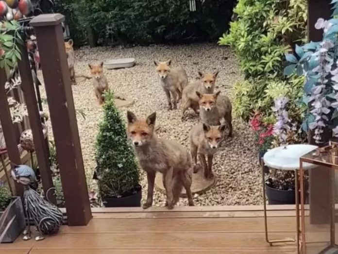 foxes foxes