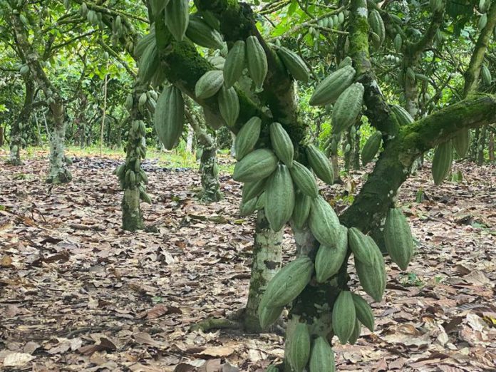 cocoa farm