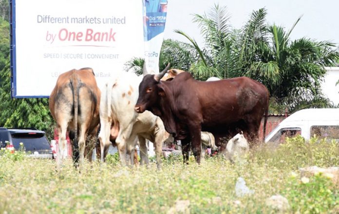 Cattle spotted at the Danquah Circle in Osu_1658x1050