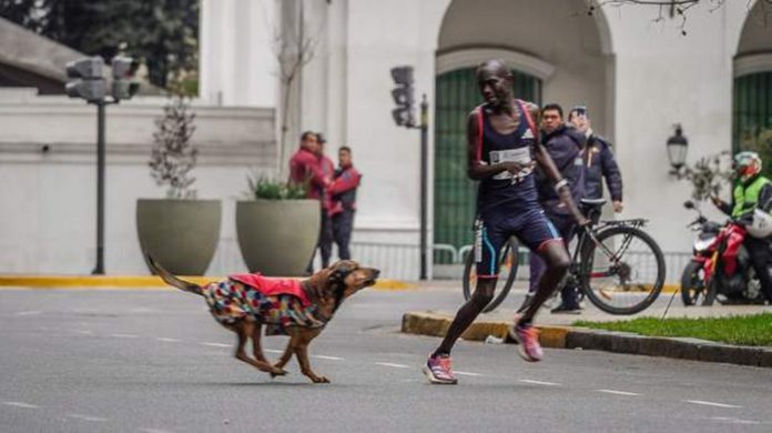 Robert Kimutai Ng’eno was leading the race when the dog appeared_1680x942