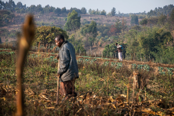Tanzania: African Development Bank supports small horticultural businesses with $2.5 million grant