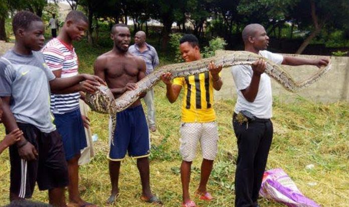 Assin north snake_1680x994