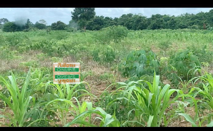 farmers-Akosombo-1-1
