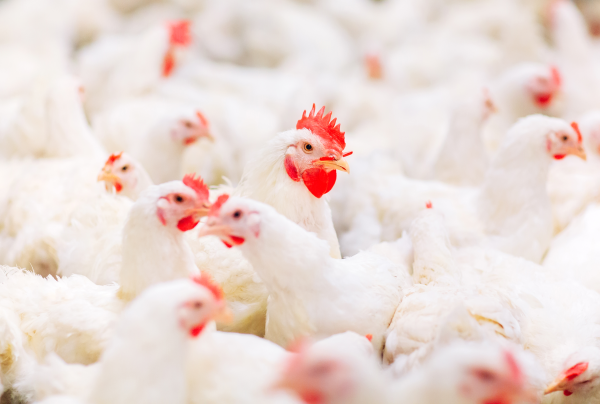 Verdant Capital has advised a leading United Kingdom (UK) private equity firm on the sale of Biyinzika Poultry International Limited