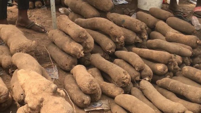 yam
