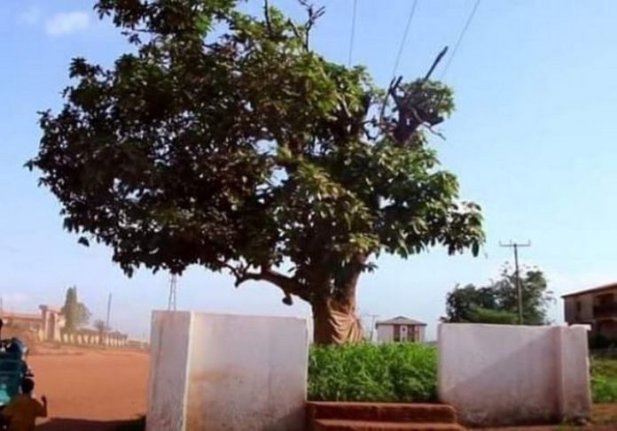 Okomfo Anokye cola tree The 300-year-old cola tree cut down by an unknown person Komfo Anokye