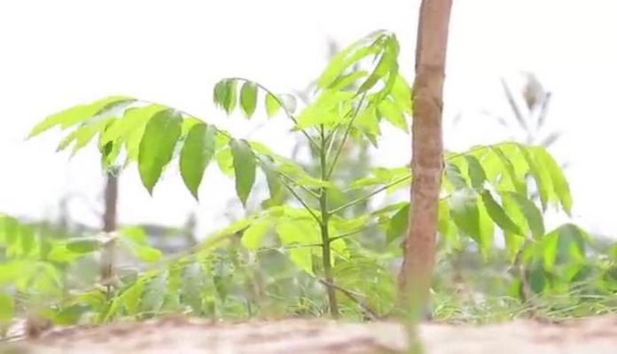 Forestry-Commission-begins-assessment-of-Green-Ghana-Project-6 (Copy)