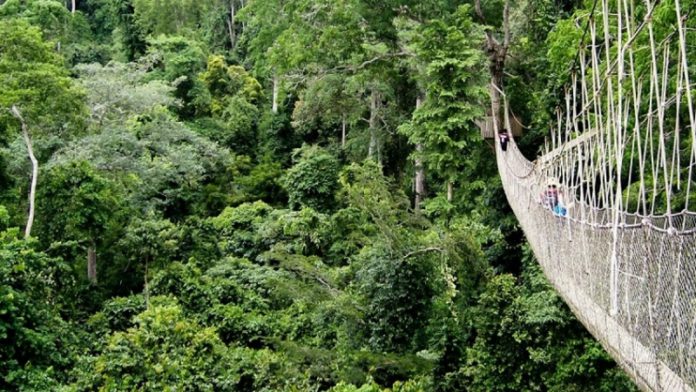 Kakum-forest-_Africaneyereport1-754x424 (Copy)