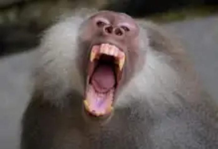 bABOON (1)