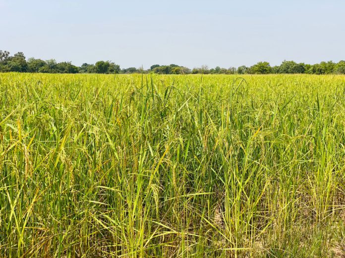 rice farm