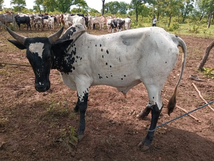 cattle