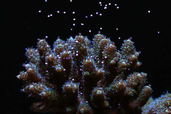 Canon Partners with Researchers to Restore Global Coral Reefs