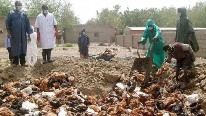 Bird-flu