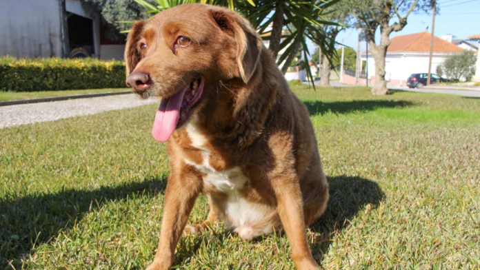Bobi