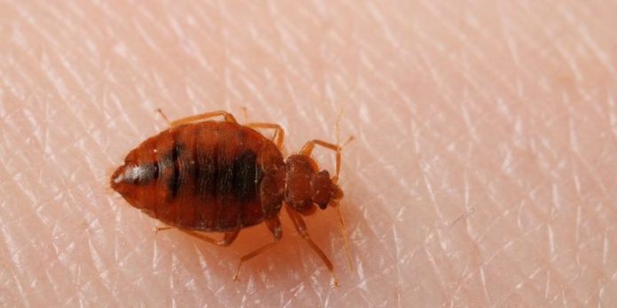 bedbug-750x375 (Copy)