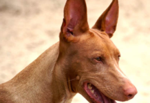 North Korea bans keeping dogs as pets unless citizens plan to eat or skin them File: African Pharaoh Hound dog | credit: ©Jan Eduard, adjust by Pleple2000, CC BY-SA 3.0, via Wikimedia Commons – License