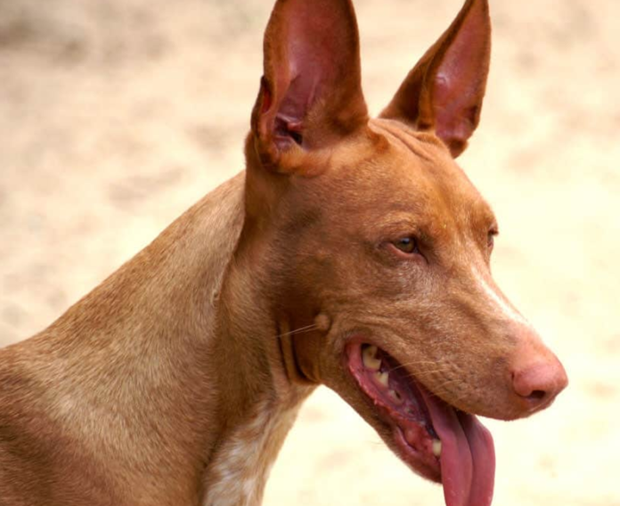 File: African Pharaoh Hound dog | credit: ©Jan Eduard, adjust by Pleple2000, CC BY-SA 3.0, via Wikimedia Commons – License File: African Pharaoh Hound dog | credit: ©Jan Eduard, adjust by Pleple2000, CC BY-SA 3.0, via Wikimedia Commons – License