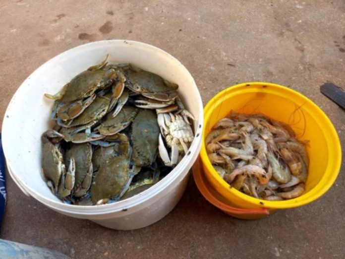 Crab and Shrimps (1)