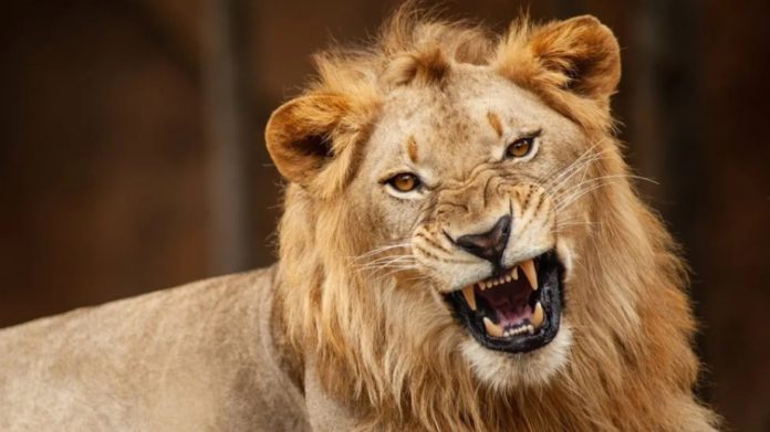 Olabode Olawuyi, a veterinarian technologist, had been taking care of the university's lions for nine years (file photo)