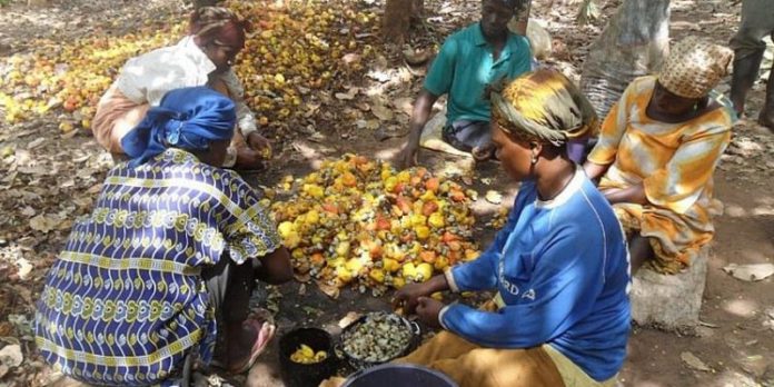 cashew-farmers-750x375 (Copy) cashew