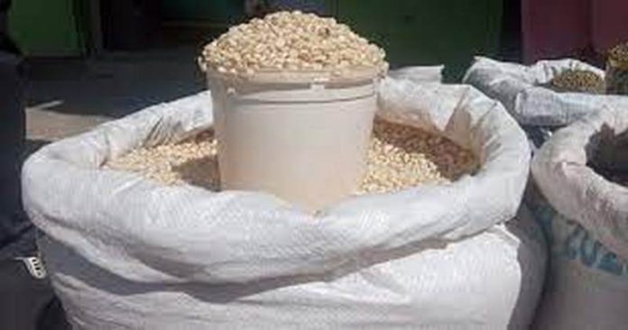 maize (Copy)