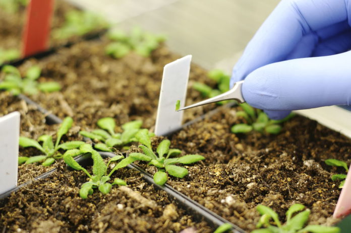 1280-172163424-genetically-modified-plants