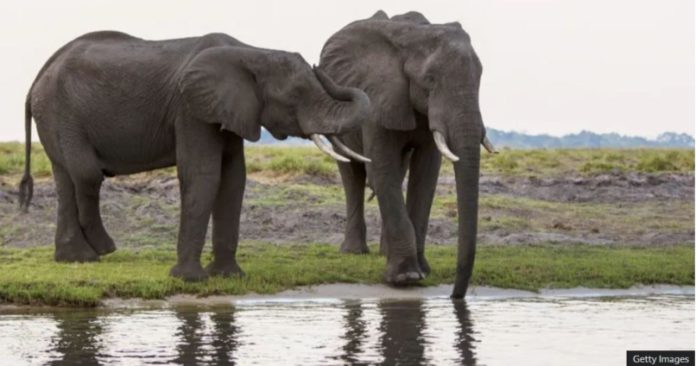 Botswana, and other southern African countries, have too many elephants