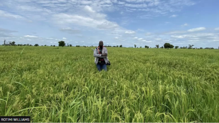 Rice-farming-752x424