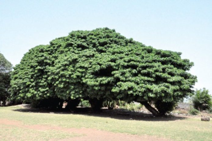 Torkor Atorlia (1)