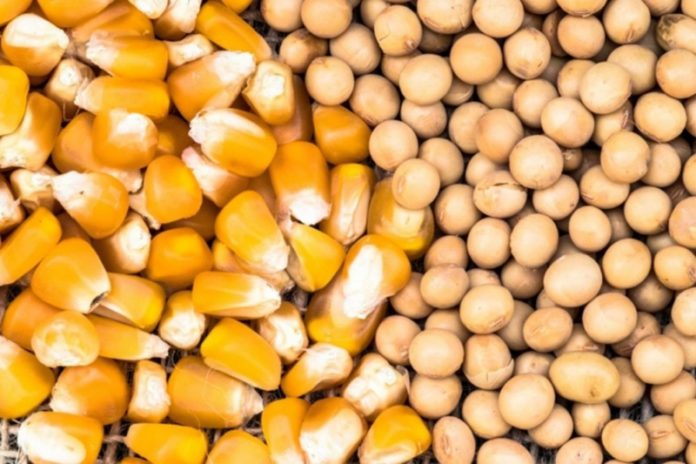 gm-soya-beans-and-corn-636x424 (Copy)
