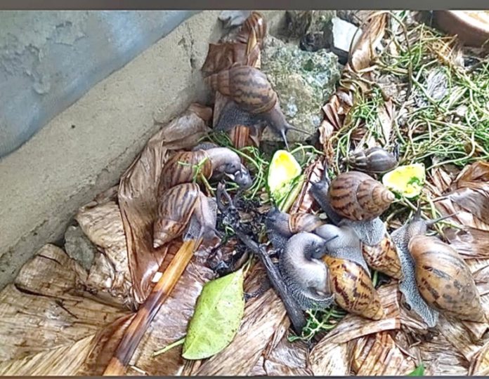Snails feed on leaves, vegetables and fruits Snails feed on leaves, vegetables and fruits