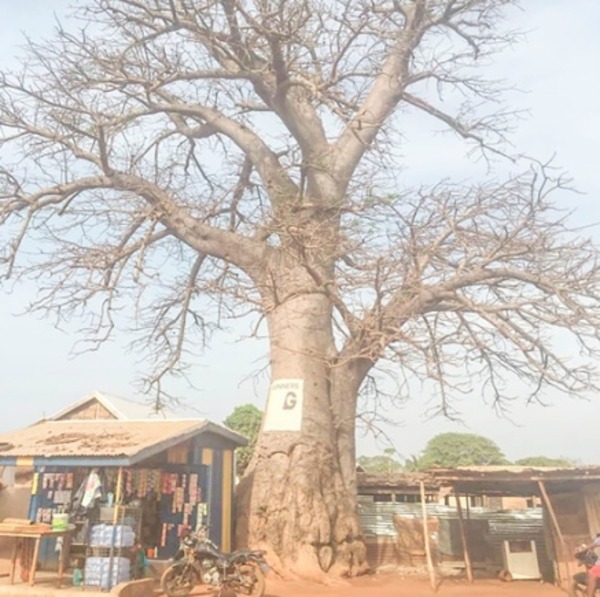The giant baobab tree with shops underneath (1)