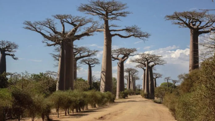 Tree of Life Scientists solve mystery of ancient 'tree of life'