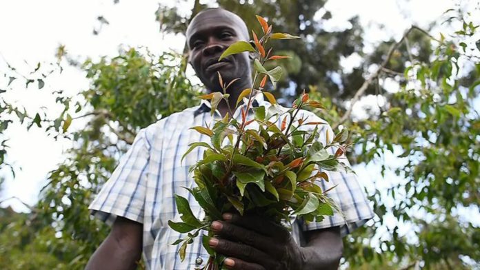 Kenya’s president overrules ban on addictive stimulant