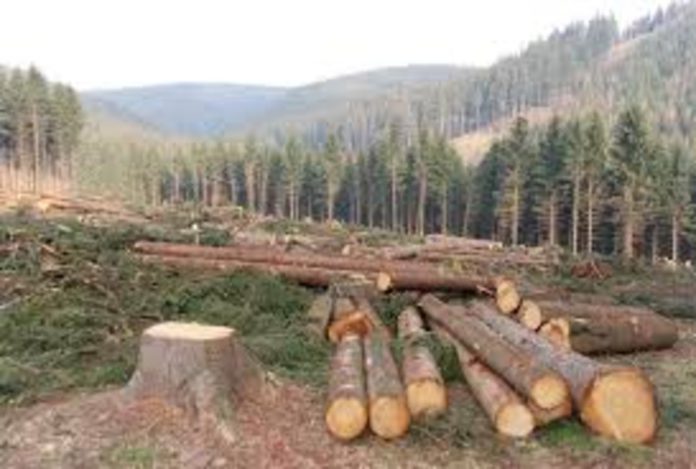 deforestation