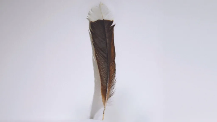 Webb’s | The single feather was from the now extinct New Zealand huia bird Webb’s | The single feather was from the now extinct New Zealand huia bird