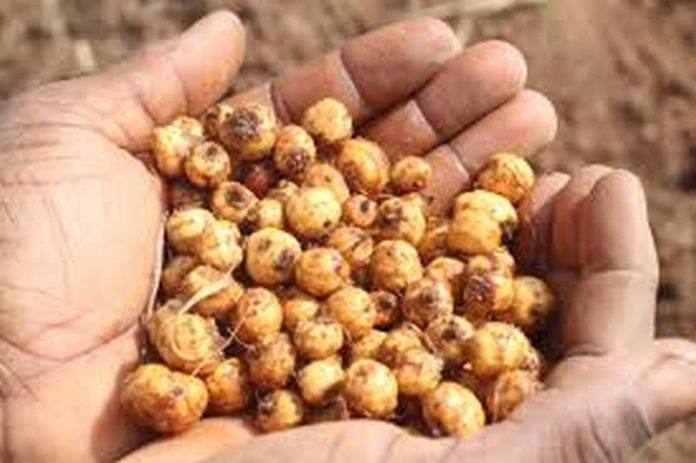 tiger nuts
