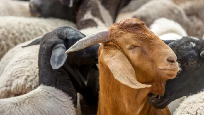 ‘My children hid with goats to trick kidnappers’