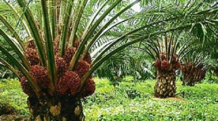 Benso-Oil-Palm-Plantation-edit (1)