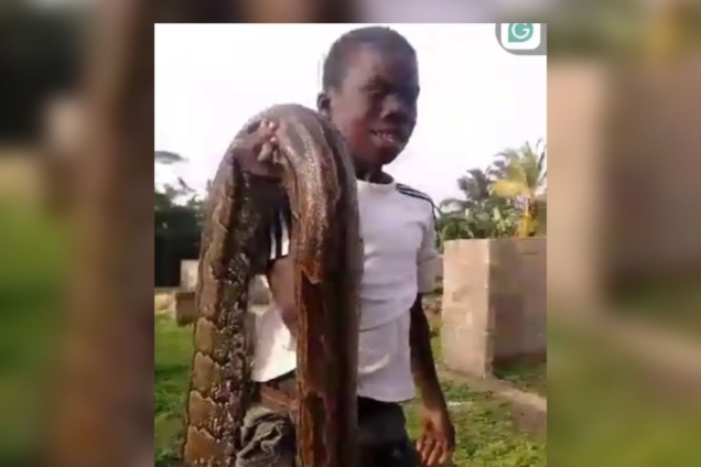 Python sugar cane farm