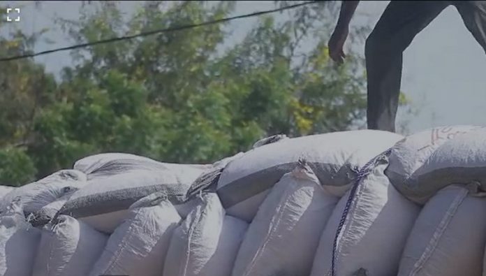 cocoa smuggling